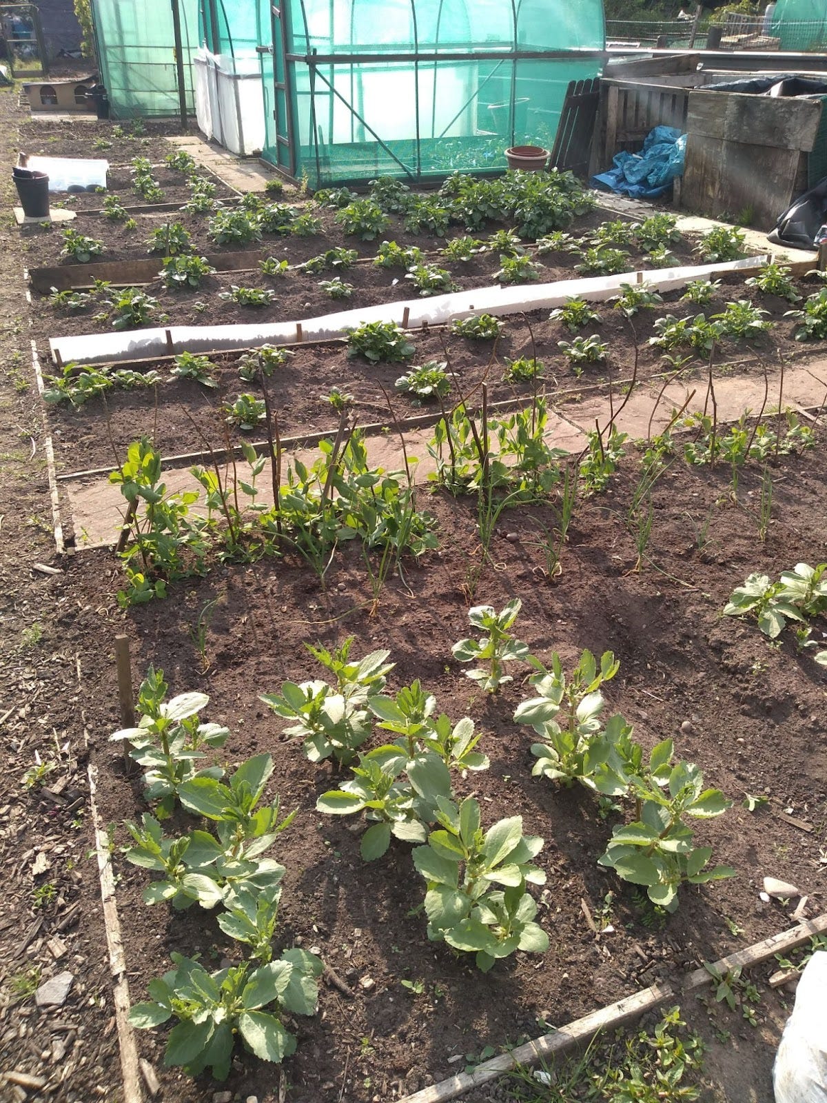 Starter Vegetable Garden
