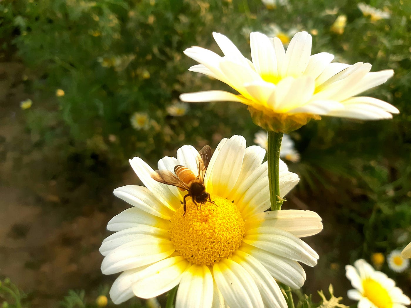 Photo by Ram Kishor on Unsplash
