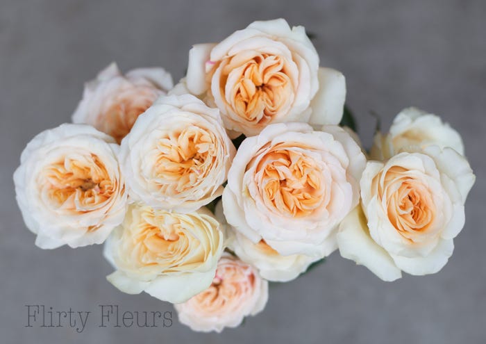 Alexandra Garden Roses by Tips By Katie Medium