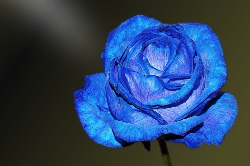 Blue Roses: Meaning and Pictures