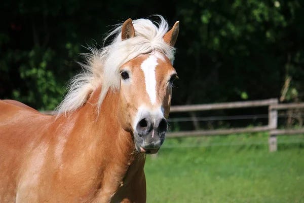 Cuidados com o Cavalo: Dicas Exclusivas e Essenciais