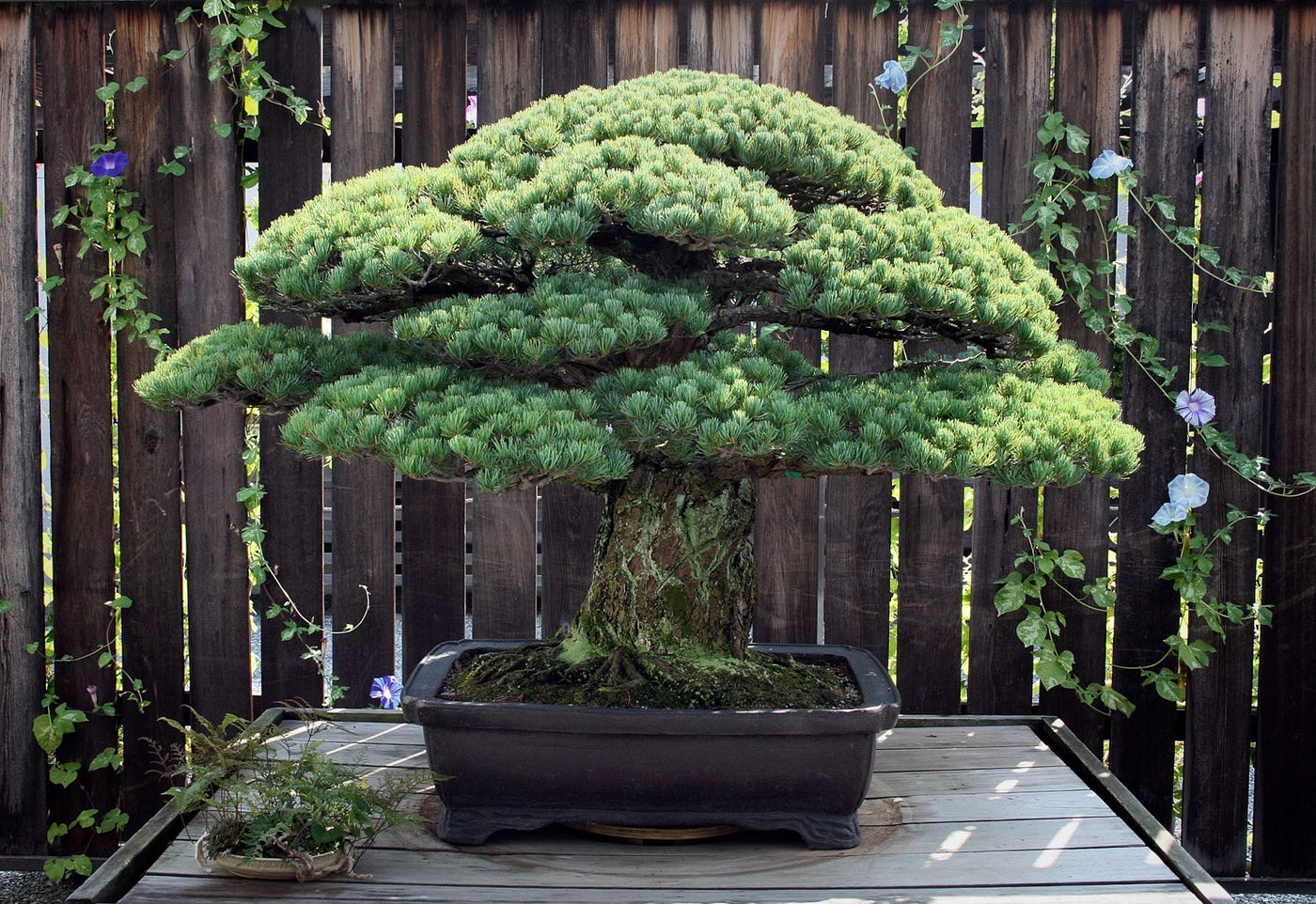 The Controversy Surrounding Bonsai Explained | by Mariya Kanegi | Medium
