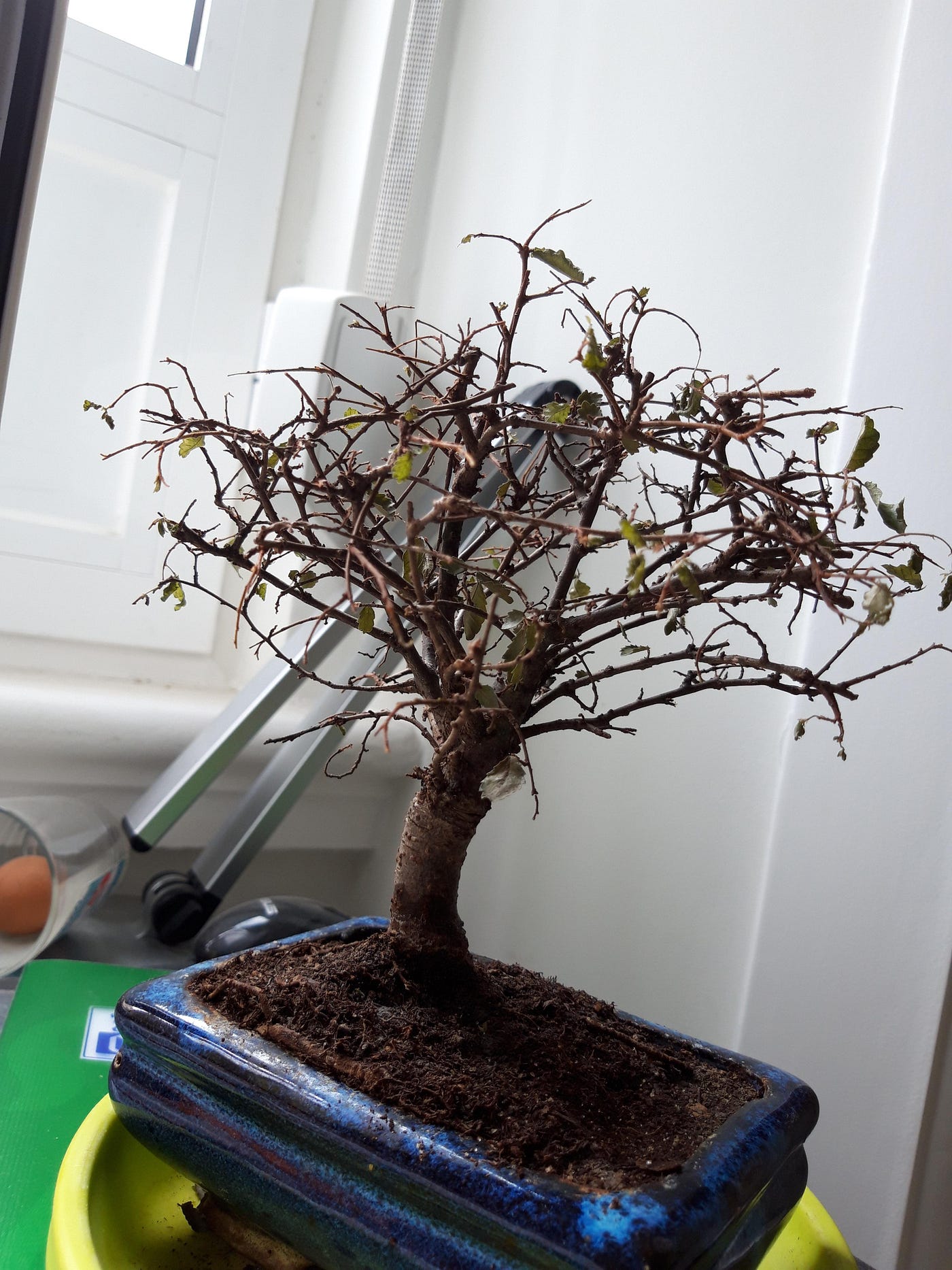 lotus indoor plant Sacred Lotus (Bonsai)