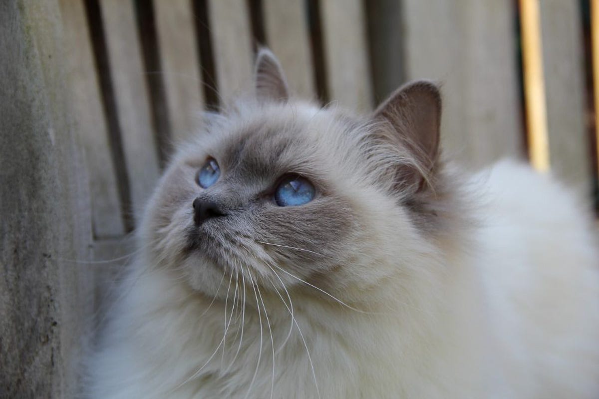 Blue Eyed White Cat Breeds: Enchanting Feline Beauties