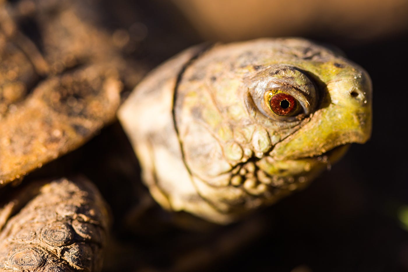 TINY TURTLE: This baby - Missouri Dept. of Conservation