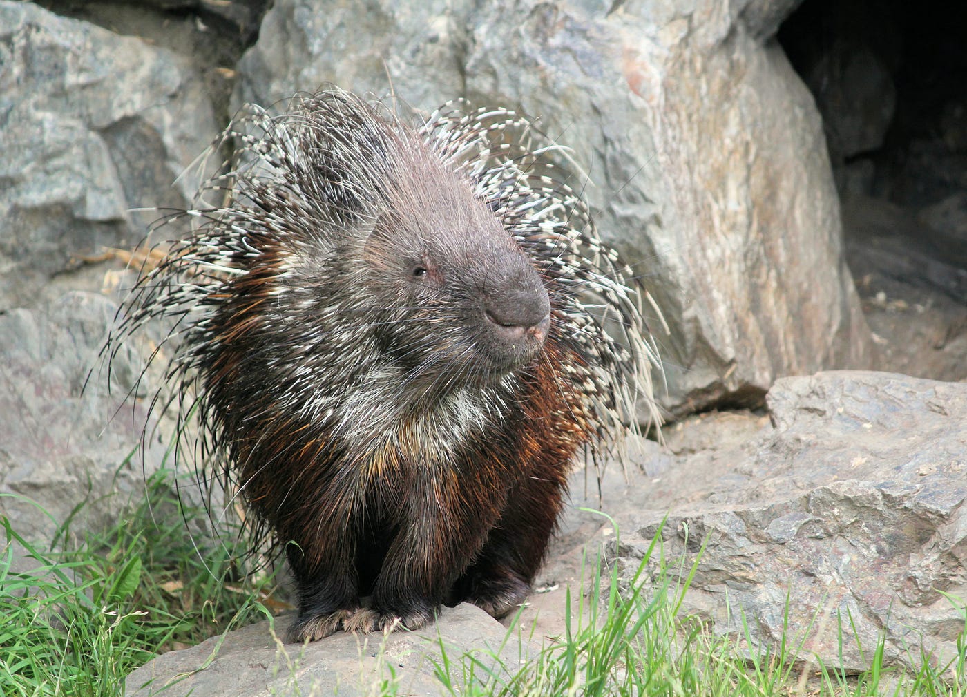 Can Porcupines Shoot Their Quills?