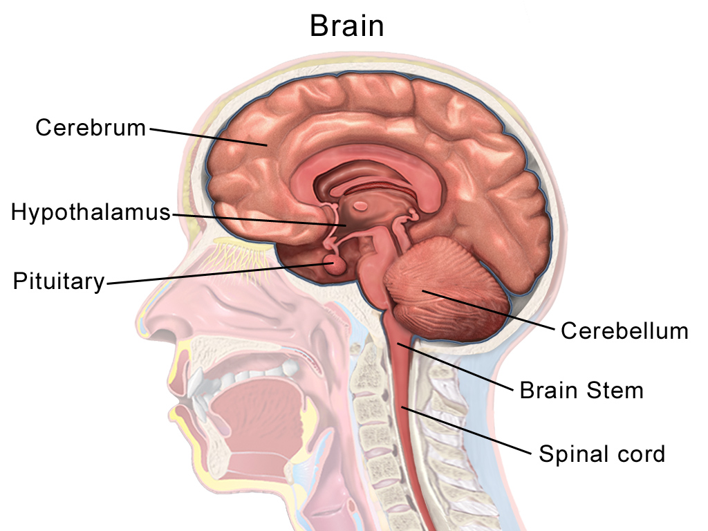 Diabetes Insipidus causes & diagnosis DI   Zyla Health