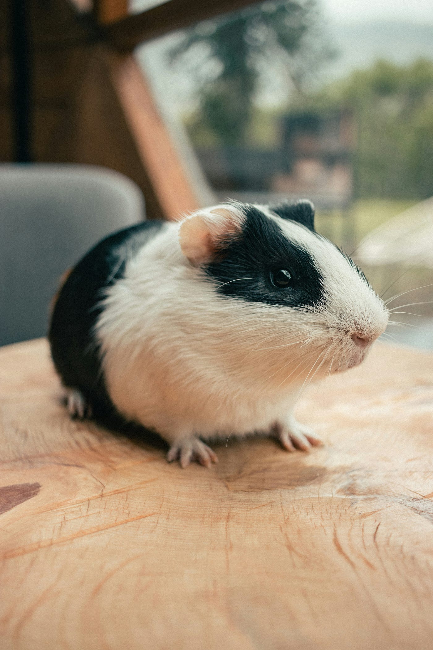 Can Guinea Pigs Have Pickles Hey there fellow guinea pig lovers We by Mg Dmiller Medium