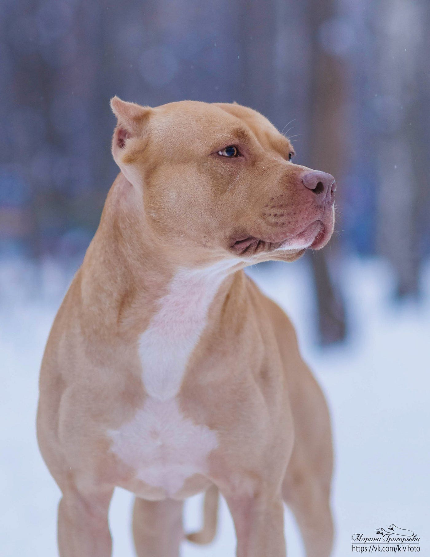 Pit bulls: are they really dangerous?