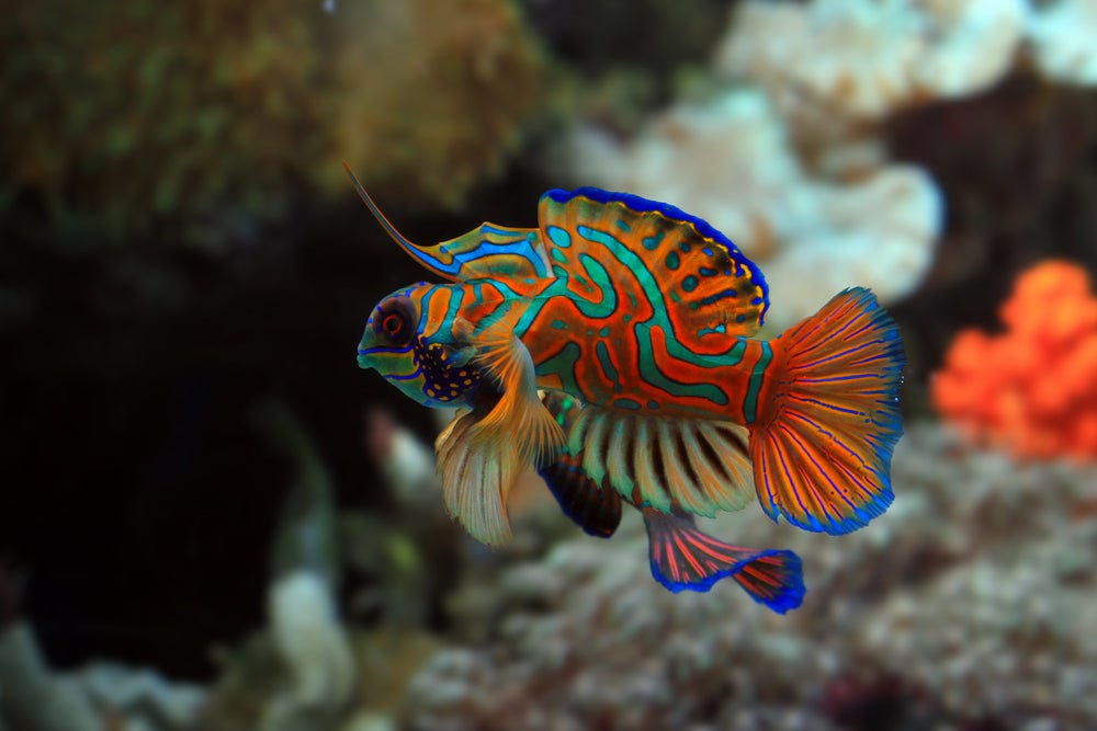 20 Most Colorful Saltwater Fish for Your Aquarium