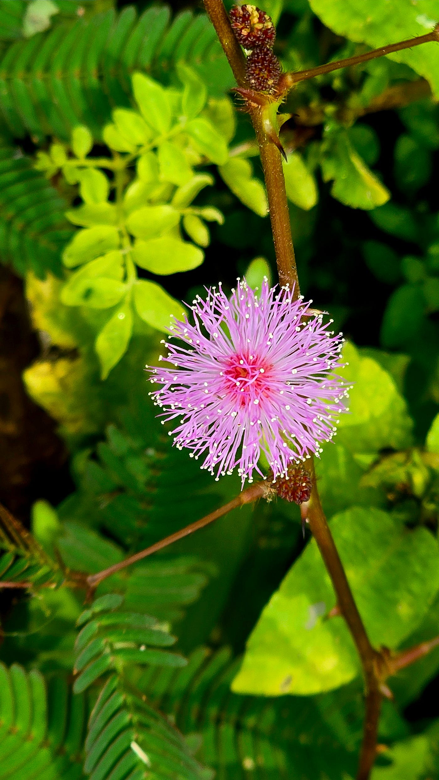 The Fast-Acting Physics of the Sensitive Plant | Medium