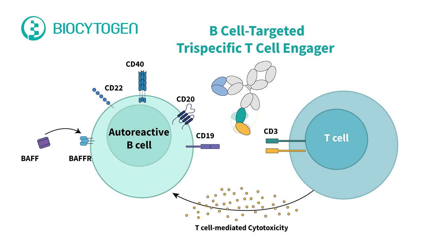 GSK’s $300M Acquisition of Chimagen’s CMG1A46: A Deep Dive into B Cell-Targeted Trispecific T Cell…