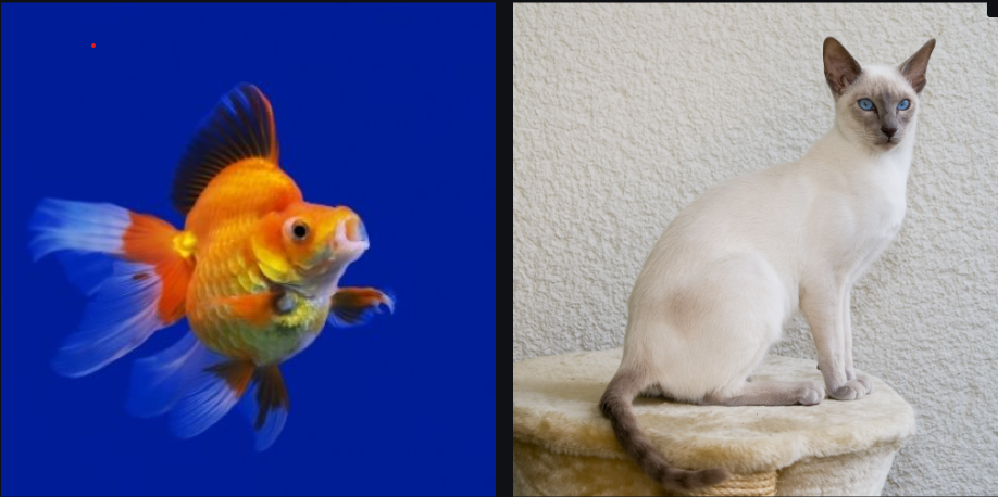 Generating Adversaries for CNNs: My Cat Is a Goldfish, so Dont Tax It.