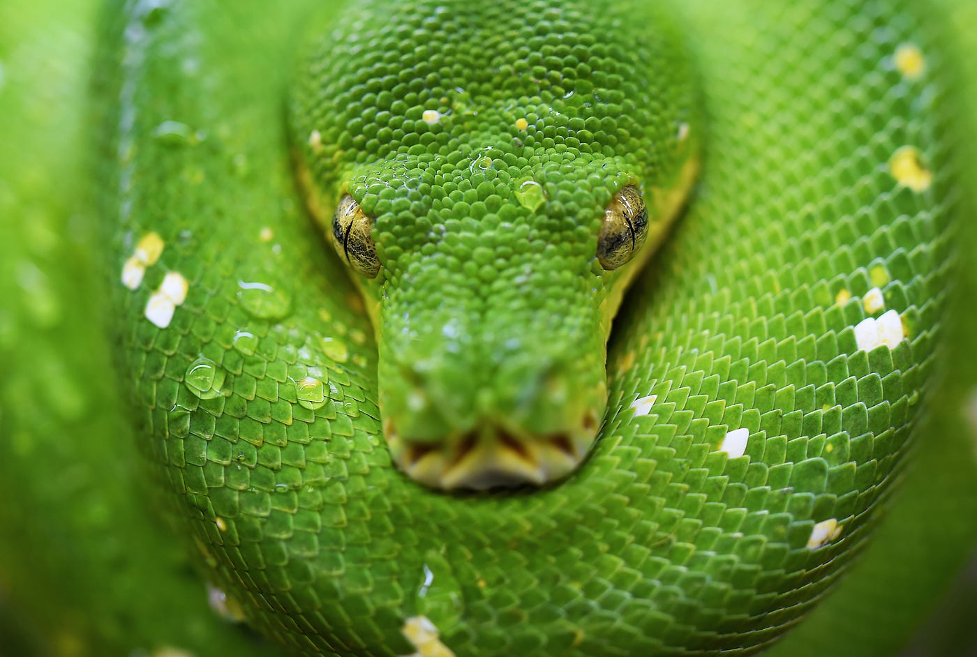 A Guide to Upgrade Your Python to 3.9 🐍 | by Joe T. Santhanavanich | Level  Up Coding