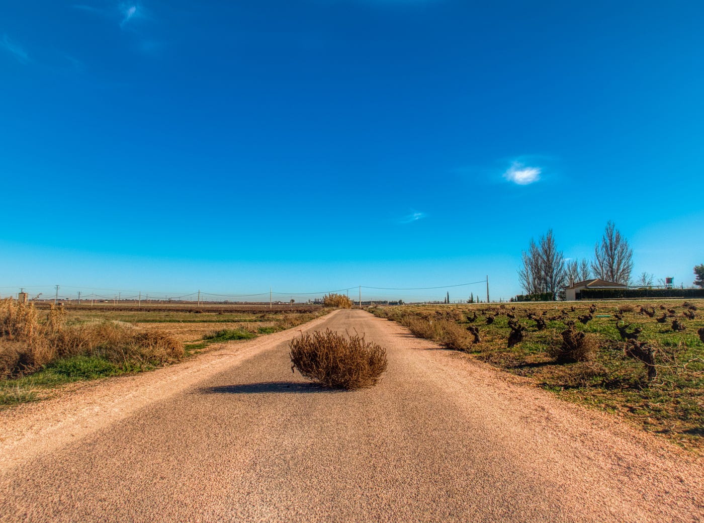 So What Actually is a Tumbleweed, Anyway, And How Did it Become Associated  with the American West?