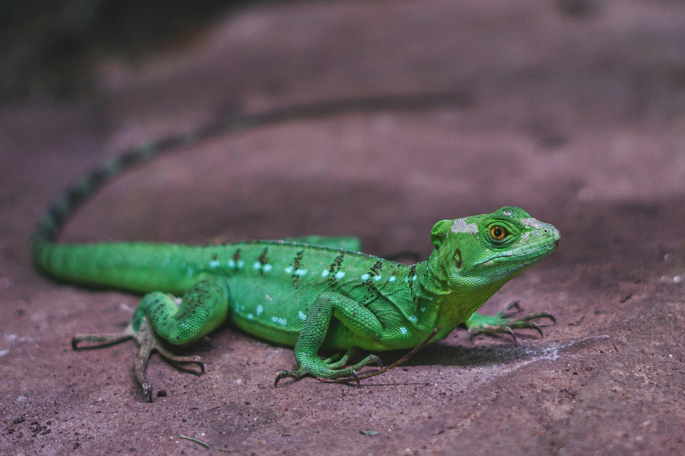 Unveiling the Fascinating World of Arada’s Reptiles: A User Review Guide Reptiles in Arada