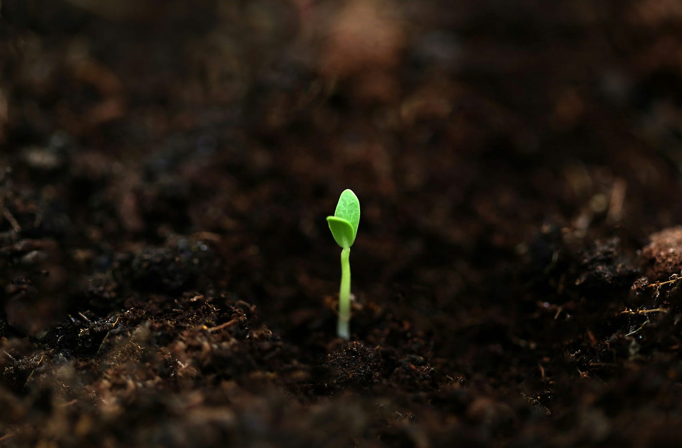 Photo by Fahim mohammed on Unsplash