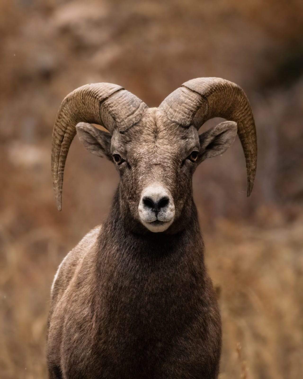 Marco Polo Sheep the rarest Animal in the World | by Ijlal Ahmed | Medium