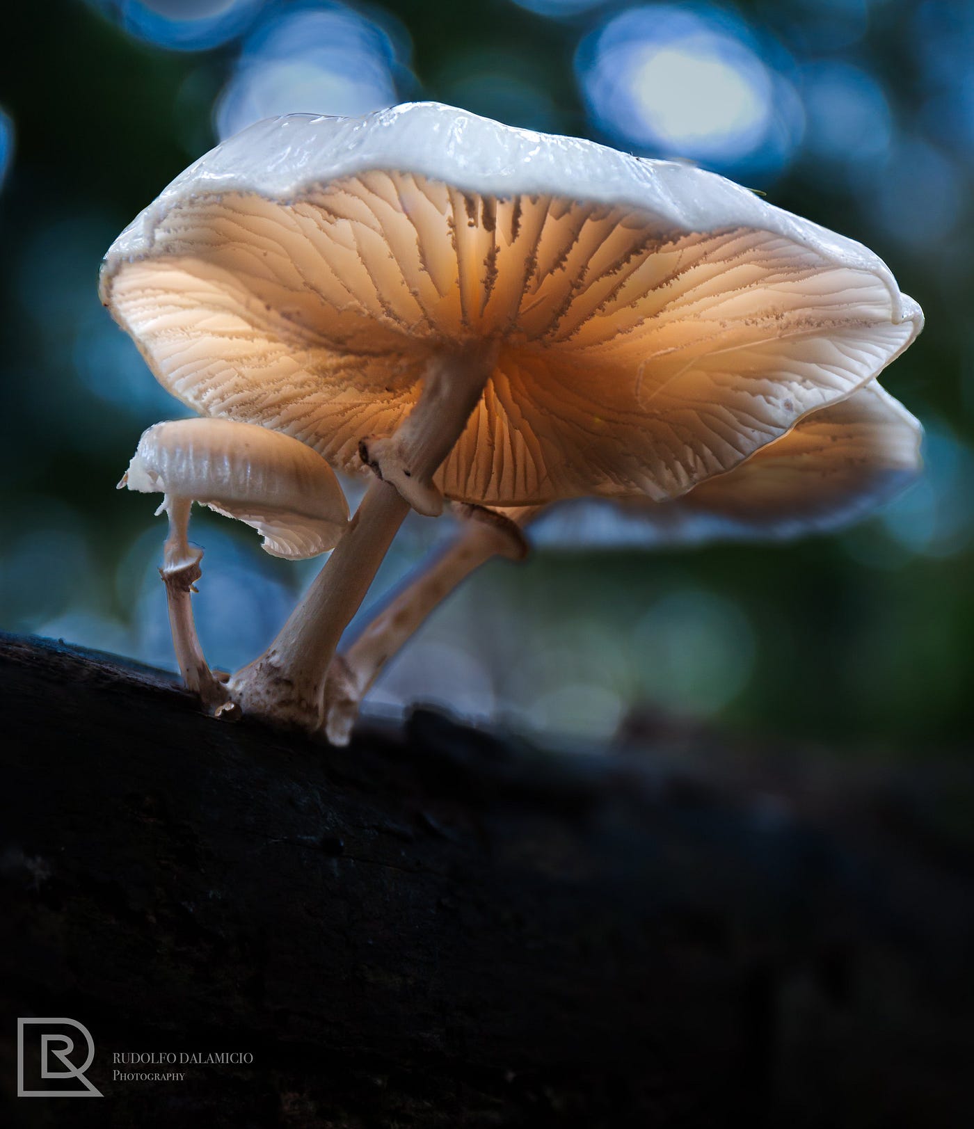 Tutorial: Mushroom Light Painting Photography — Using Lightroom