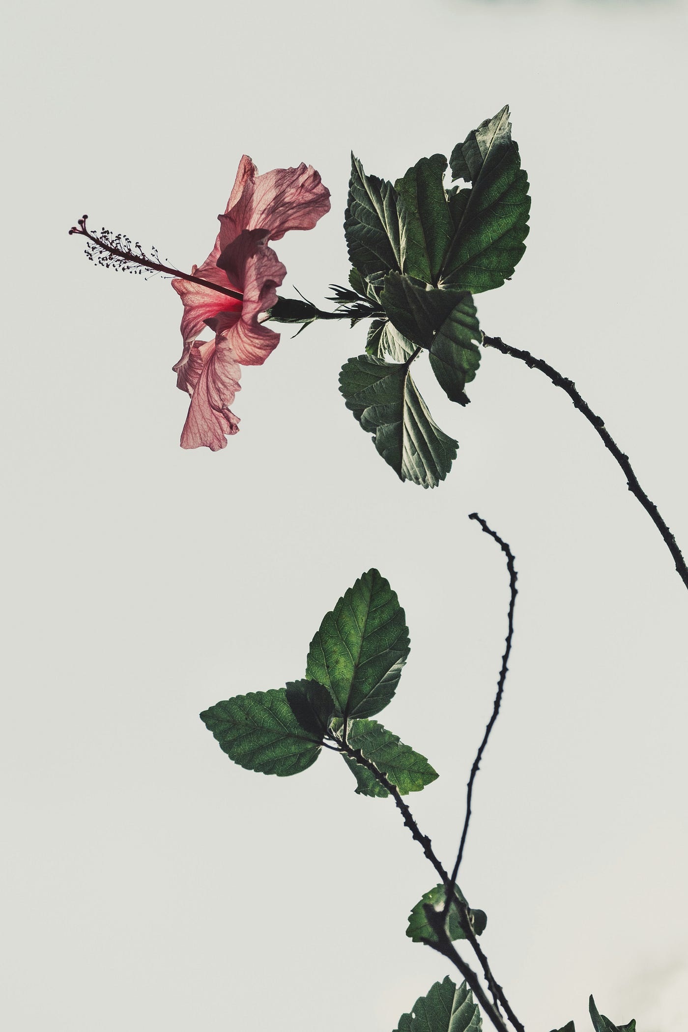 Photo by Davi Moreira on Unsplash