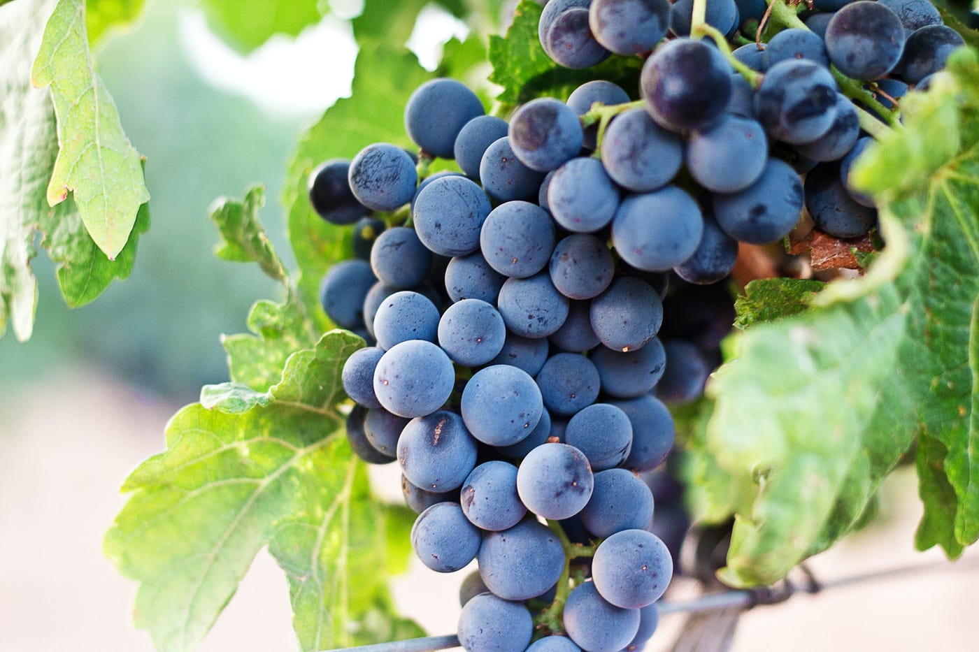 What The Grapevine Teaches Us About Spiritual Growth