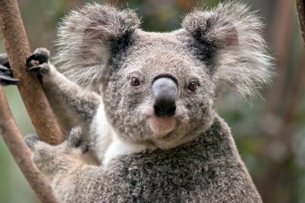 10 Animals That Eat Plants | by Animals Around The Globe | Medium