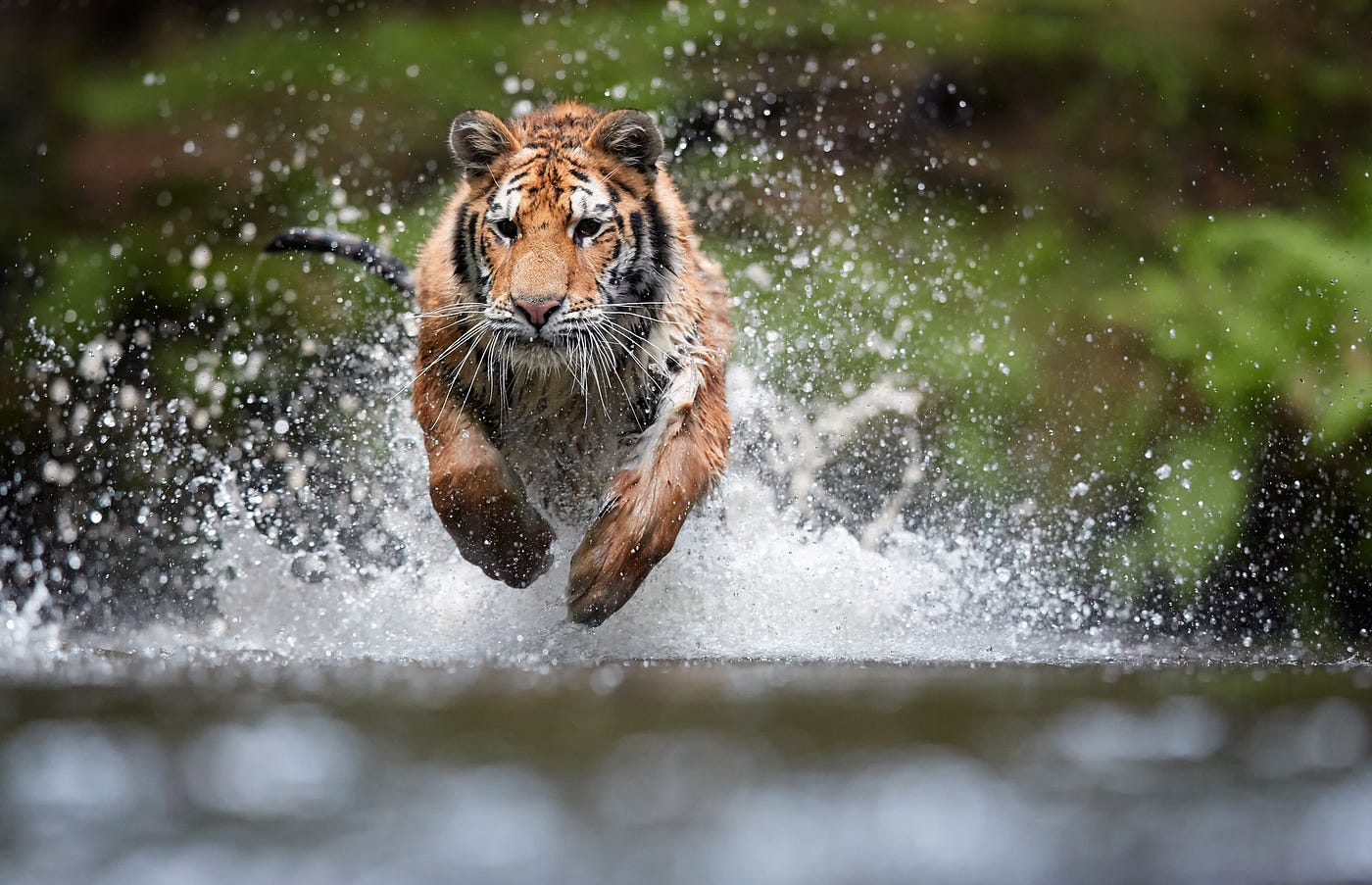 The 20 most impressive tiger photos out there | by The b | The b | Medium