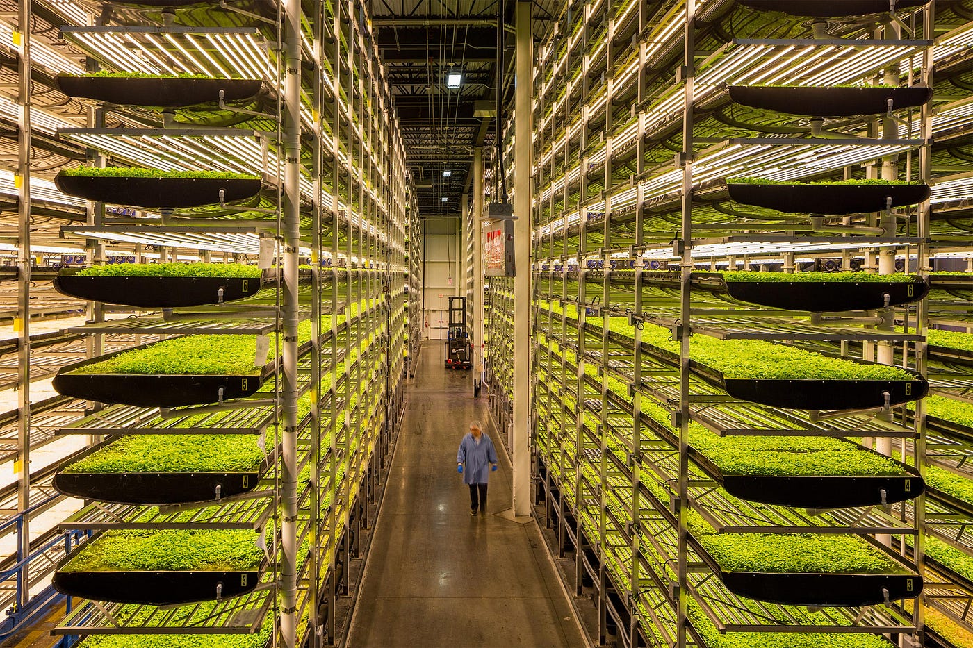Vertical farming with hydroponics | by Amy | Medium