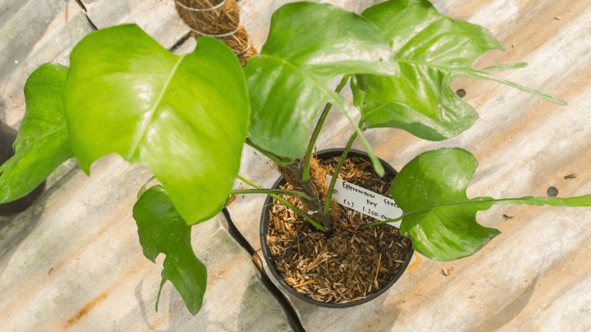 15 Rare Pothos Varieties: Rarest & Most Expensive Types | by Davin  Eberhardt | Medium