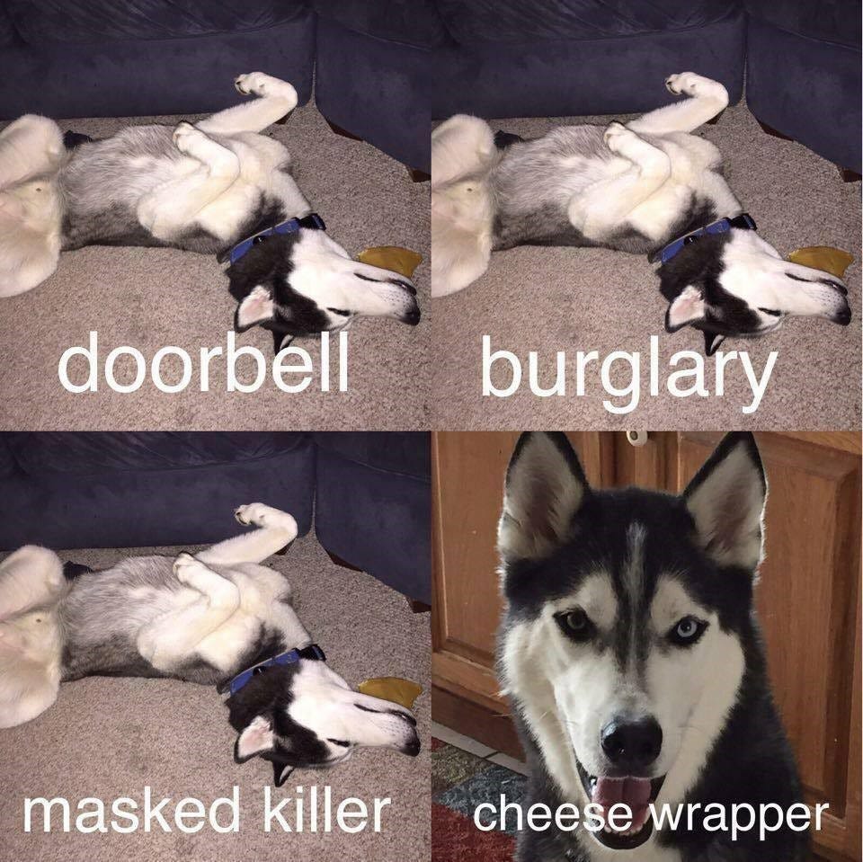are huskies killers