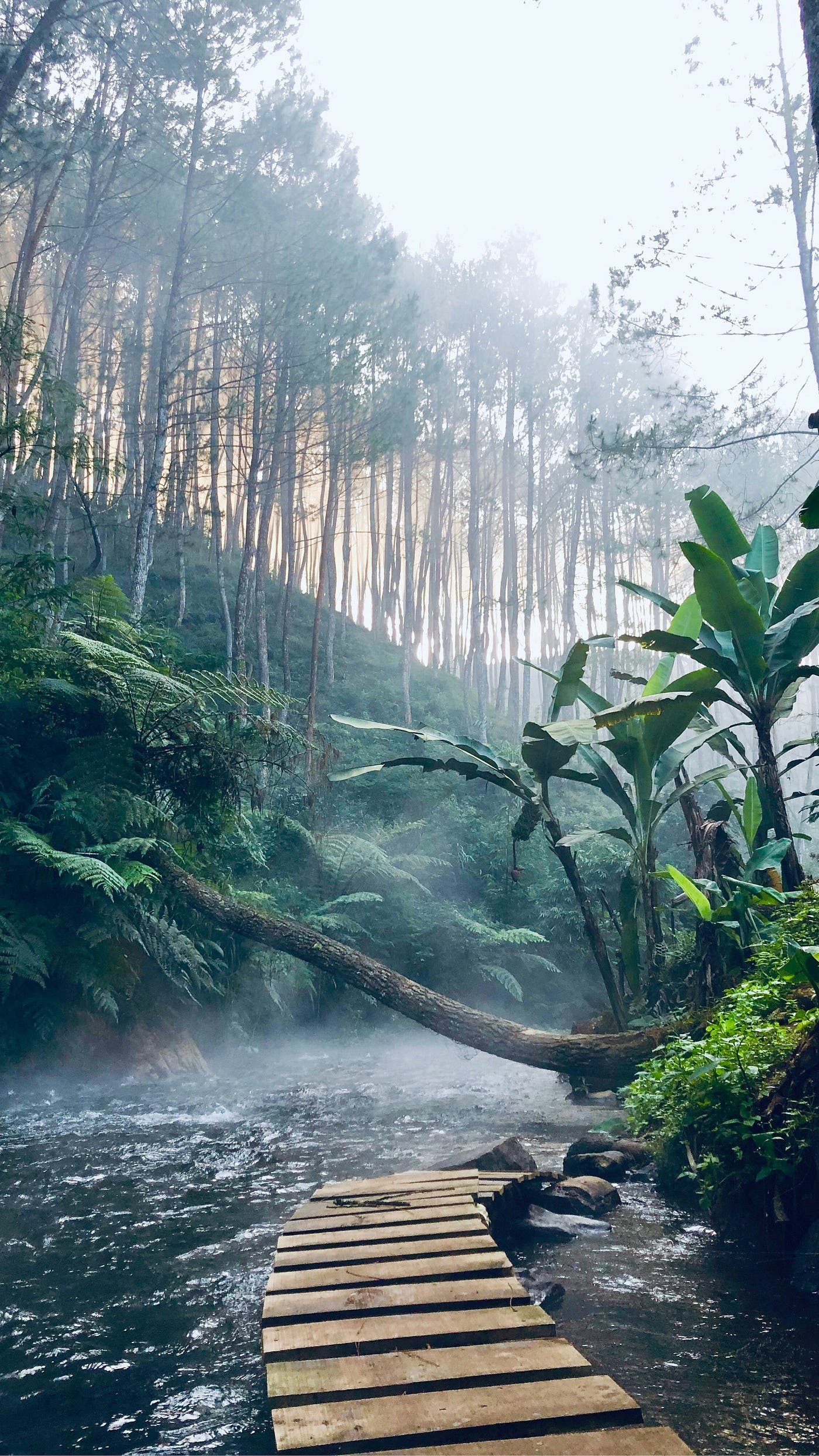 Jungle boardwalk weaving through heavy foilage and trees in background.