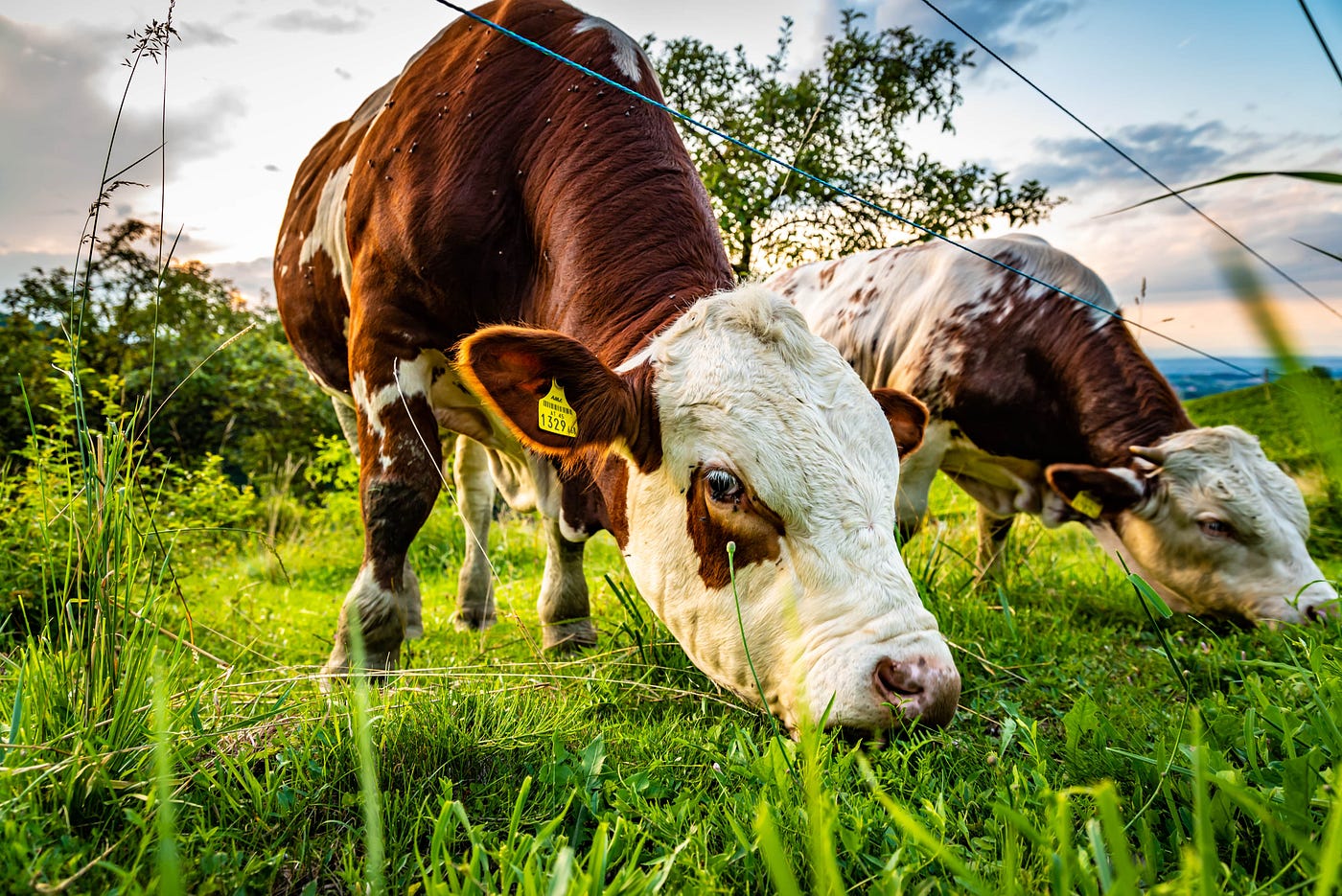 The Environmental Cost of Red Meat