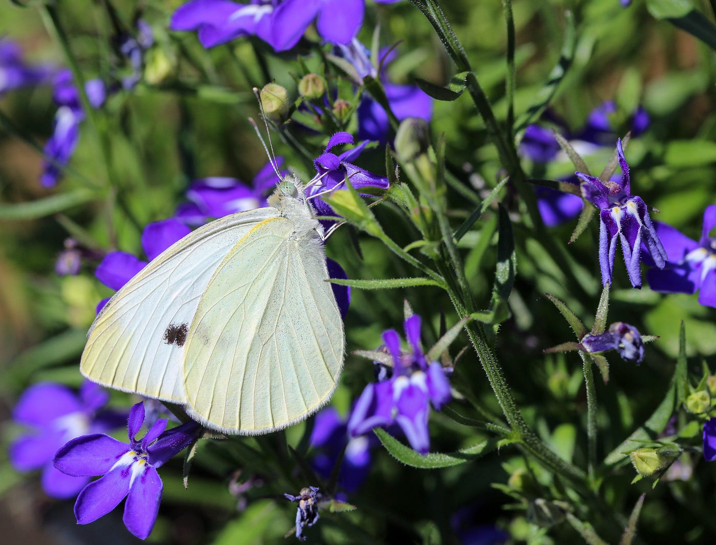 The Mystical Significance of White Butterflies: Unveiling Their Meaning and  Symbolism, by spiritualityfordailylife