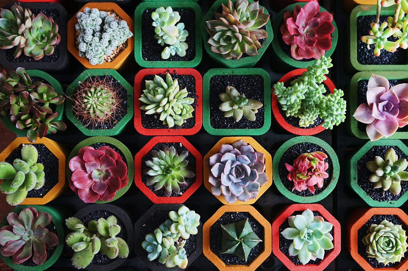 succulent live 5'' Echeveria Melaco, Rare Live Succulent Plants – cocosucculent main image 1