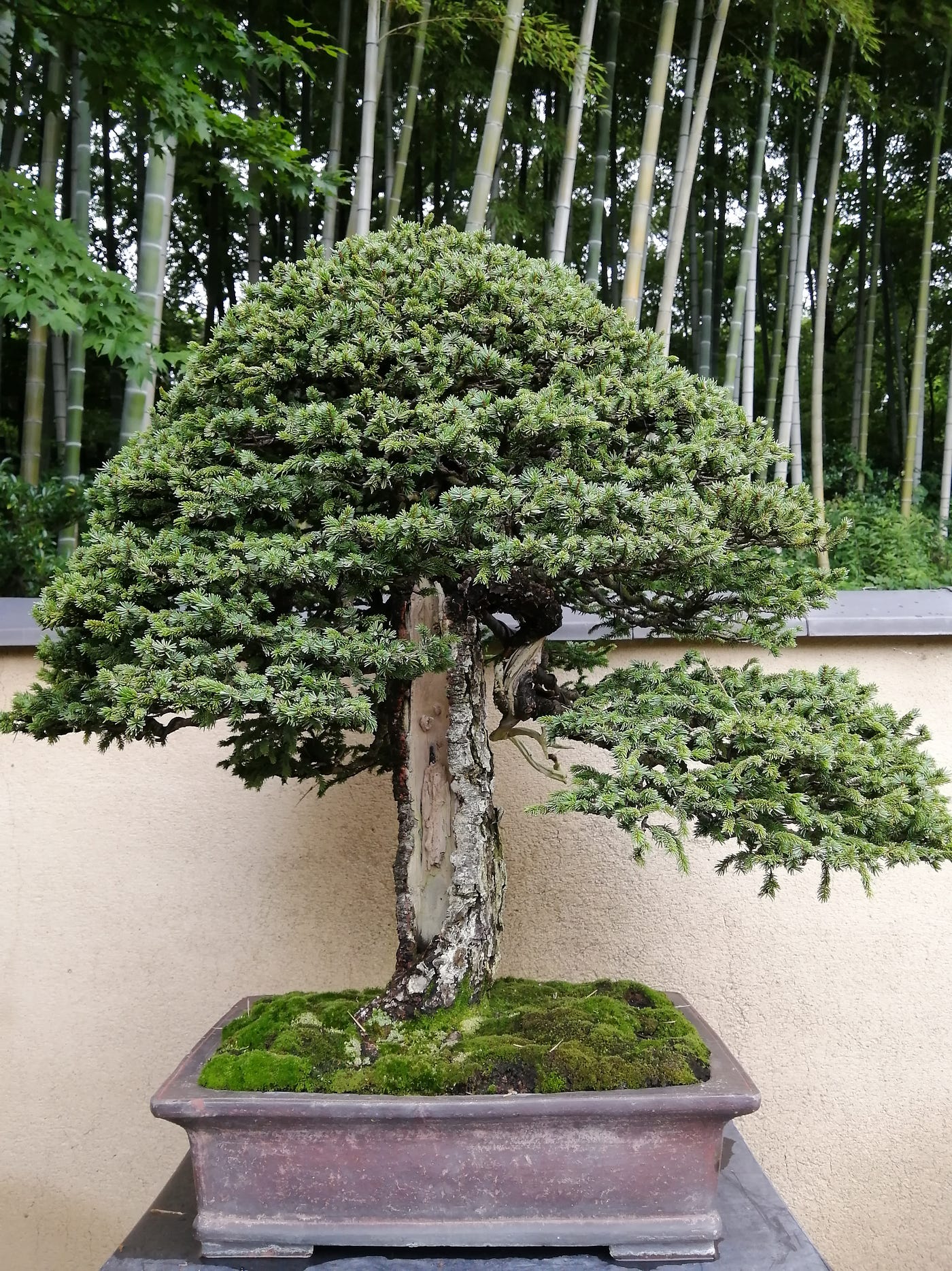 The Ancient Art of Bonsai. Bonsai: history, philosophy and styles | by  Cristina Miceli | ILLUMINATION | Medium