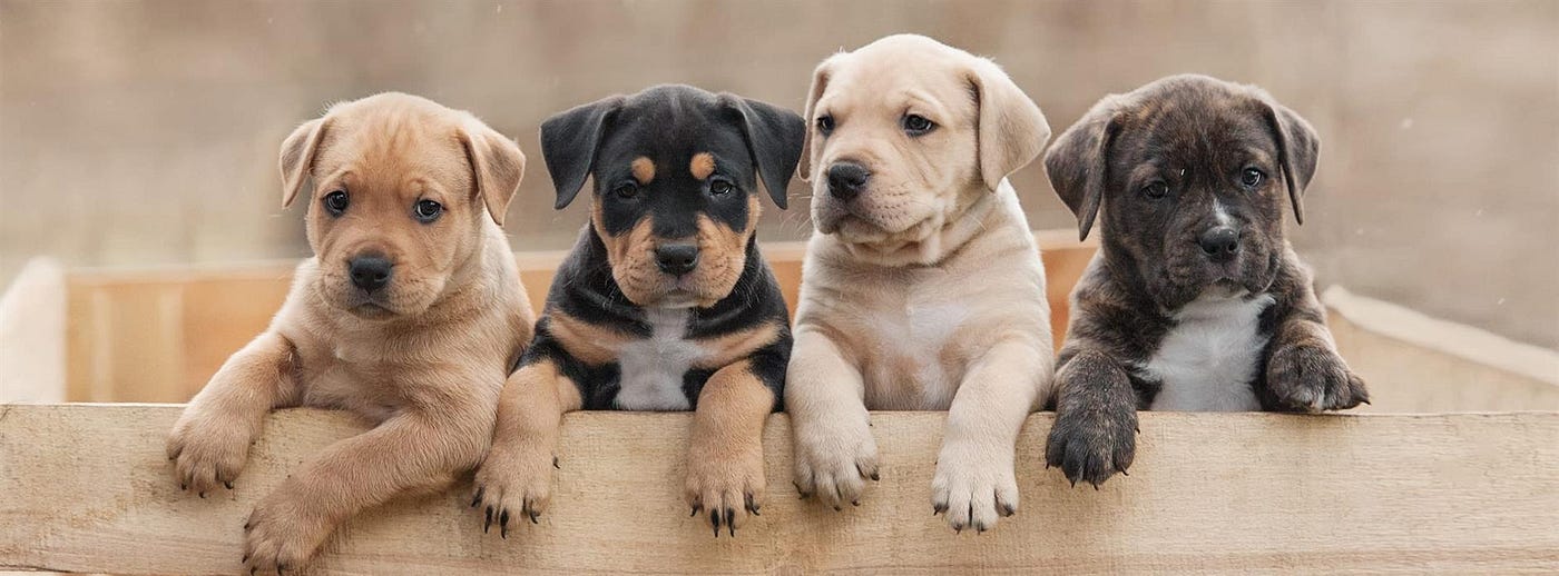 Köpek Yavrusu Sahiplenmeden Önce Bilinmesi Gerekenler