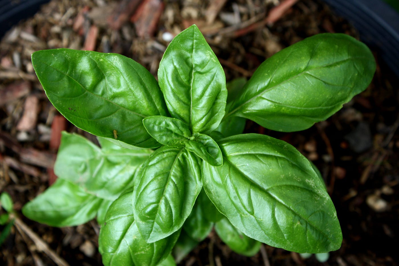 Basil Seeds and Tulsi Seeds: Complete Guide to Benefits, Uses & Recipes