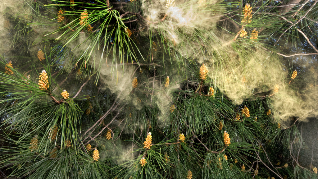 Does Pine Pollen Help You To Keep Fit and Healthy?