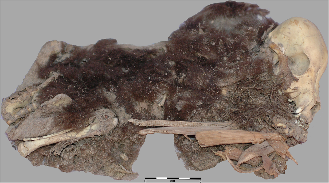 Compassion, Ritual, or Sacrifice: What Two Mummified Puppies Reveal How the Ancient Tiwanaku Really…