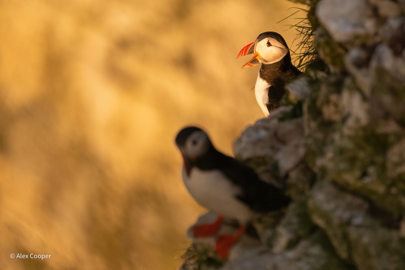 You can go observe the endearing Atlantic puffin, but time may be