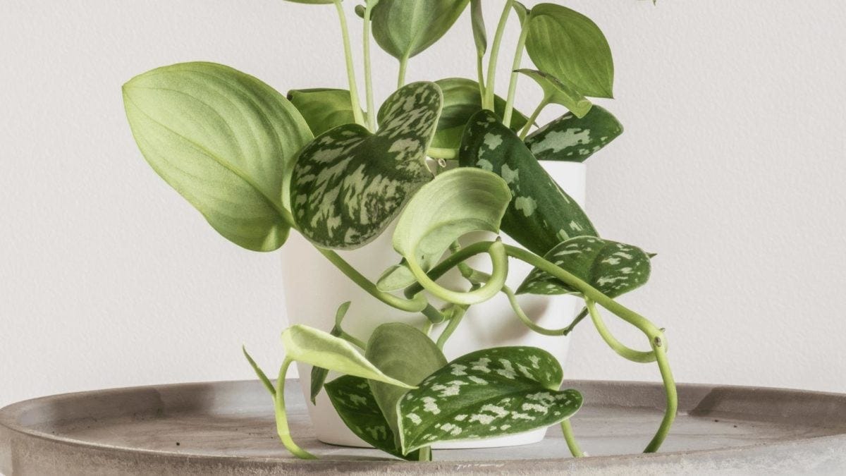 15 Rare Pothos Varieties: Rarest & Most Expensive Types | by Davin  Eberhardt | Medium