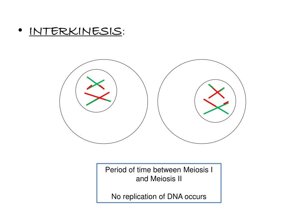 The Role of Meiosis in Sexual Reproduction | by Amirali Banani | students x  students