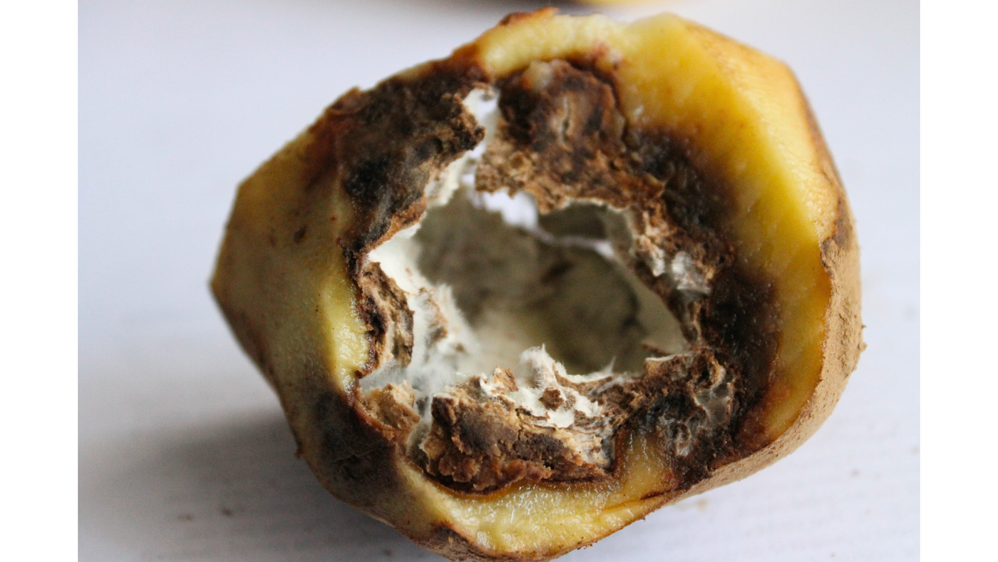 Wild potatoes have a novel way of resisting late blight disease | by  KamounLab | Medium