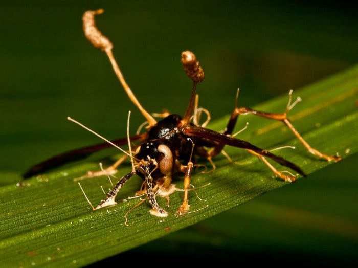 Zombie apocalypse: Fungus creating havoc in The Last of Us exists in real