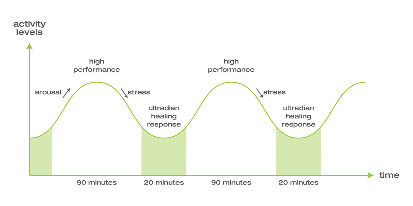 ultradian rhythm cycle chart