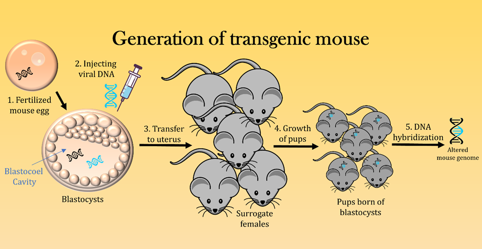 Transgenic Mouse: The First Creation! By Benzyme Ventures, 40% OFF