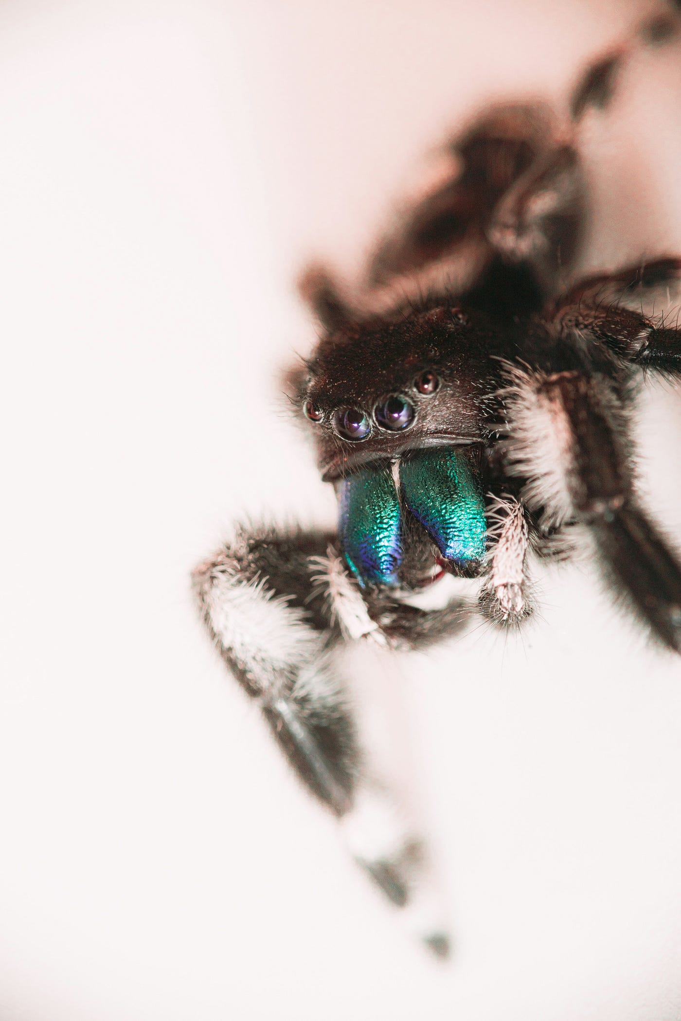 Can Tarantulas Eat Jumping Spiders? | by Aexsha Teramera | Medium