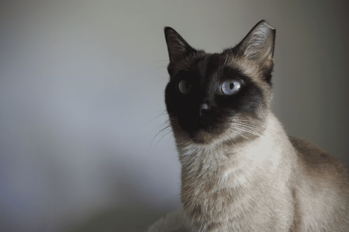 Cat Breeds That Look Like Siamese: Stunning Alternatives to Explore
