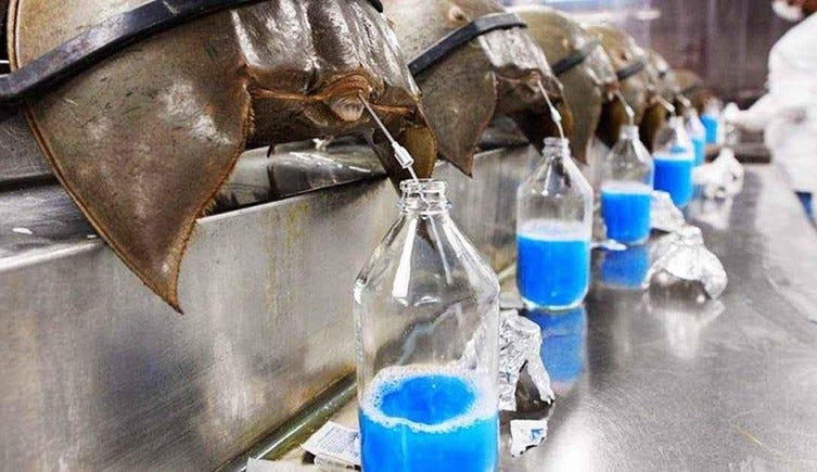 The Most Expensive Liquid In The World— And Those Who Farm It | by Sean  Kernan | Mind Cafe | Medium