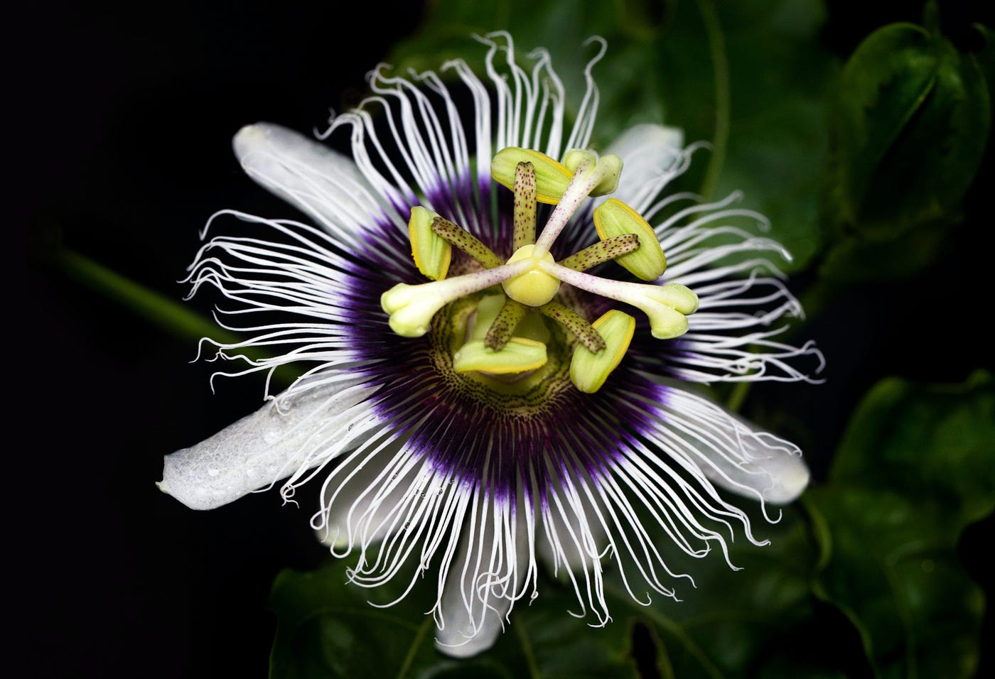 Are Plants Conscious? They Even Move on Their Own! | ILLUMINATION